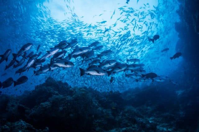 池塘中浮游动物的种类以及对鱼类的不同影响(池塘有什么动物) - 冷求