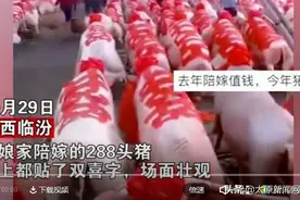 场面壮观！山西一女子结婚娘家陪嫁288头猪图片