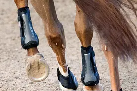 如何给马选护腿？参与哪项马术运动，就要选择哪种马匹护腿图片