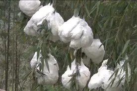 鹰潭贵溪：一片竹子上长出“棉花球”，网友直呼稀奇图片