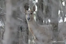 大连市内有近100只野生梅花鹿，但有4点问题引人深思图片