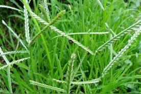 八零后还记得小时候扯过的王子草吗？还有毛狗儿，就是小米的祖先图片