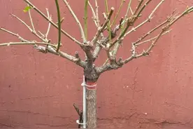 茉莉花怎么修剪？茉莉开完花，剪剪枝条，保留养分好过冬图片