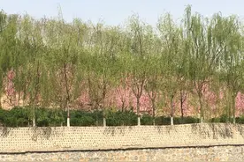 春有百花开图片