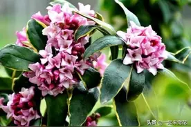 秋天养金边瑞香，掌握几个要点，枝头长满花蕾图片
