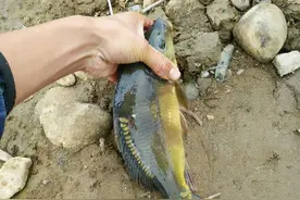 洪水退后，河南新郑河里出现许多“无鳞怪鱼”，有人一次钓几十斤图片