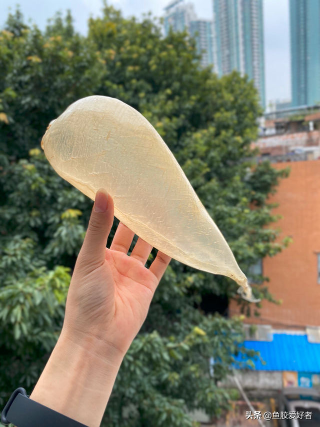 白花胶与黄花胶的区别 2026年白花胶与黄花胶的区别图片