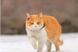故宫没有一只老鼠，全靠200只御猫？网友：别拦着，我要去撸猫图片