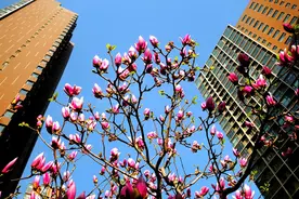 石家庄：社区春意浓，百花绽芳容图片