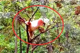 我国秦岭地区发现新"神兽"，全世界仅此一只，令各国眼红图片