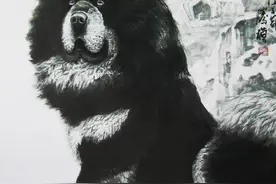 甘肃玛曲，“河曲藏獒”故里，这样训出的藏獒，凶猛无比只认主人图片