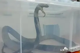 4米长，手臂粗！海关截获眼镜王蛇，现场还在不断喷射毒液图片