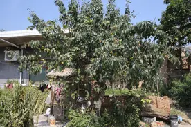 7旬大妈院子里有棵丑梨，结的果子是全村的止咳药，看咋回事图片