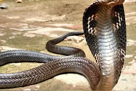 这几个狠角色你一定要认识一下，在野外遇到它们一定要当心图片