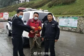 惠水：七旬老人救助一只红腹锦鸡 精心喂养4年后将放归大自然图片