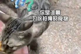 江苏一男子错把流浪猫认成家猫，到家后尴尬了，猫主子：那我走？图片