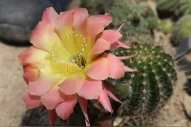 5种“漂亮花”，只要温度不低，整年花开不停，耐旱又耐晒图片