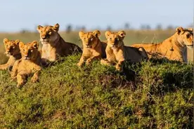 亚洲狮的一妻多夫制生活：雌狮给老公戴绿帽子，只为保护孩子图片