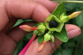 “胭脂花”只当观赏太可惜！叶子和根还有这妙用，快来一起了解下图片