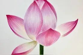 色铅彩绘 | 荷花如此画更不染泥【零基础彩铅画入门教程】图片