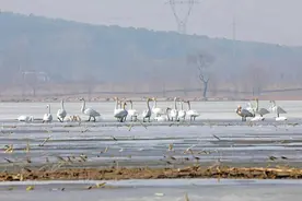 三月来彰武看“柳河落雁”图片