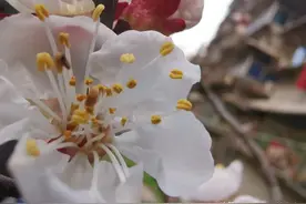 「词」行香子·春图片