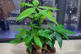 发财树枝叶少不要急，用个小妙招，轻松“爆芽”，简单实用图片