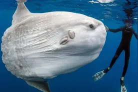 被吃了一半也不懂反抗的翻车鱼，为何不会灭绝？图片