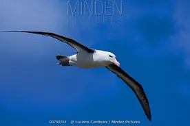 太会飞了！4到5年不落地，6小时不拍一下翅膀，却难逃悲惨命运图片