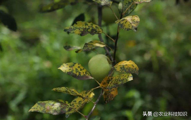 果树早期黄叶和落叶的原因及防控措施