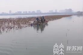 冬日里 玄武湖上捞荷忙图片