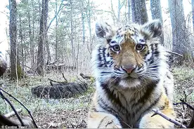 西伯利亚母虎或遭人类猎杀，虎崽濒临饿死，竟主动靠近人类求救命图片