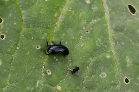 白菜跳甲进入高发季节，危害严重，记住这4个配方，可轻松搞定图片