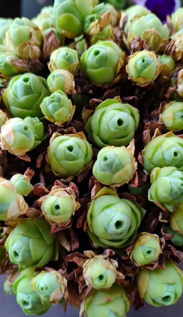 科普丨品种控绝不错过的山地玫瑰——多肉界永不凋零的"玫瑰花"