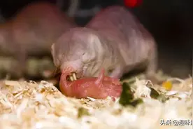 绑架对方两只幼崽，将其变成奴隶，专家称最丑陋动物在趋同进化图片