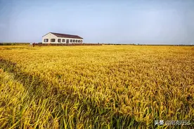 中国“蟹都”不是苏州阳澄湖，而在辽宁盘锦，特产稻田蟹味道真香图片