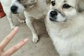 洛洛和小白的日常图片