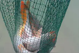 真正的黄河鲤？黄河郑州段有人钓起数条大鲤鱼，金鳞赤尾非常漂亮图片
