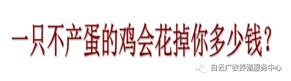 效养蛋禽-全解--如何高效有力的养殖蛋禽增加产蛋，收入