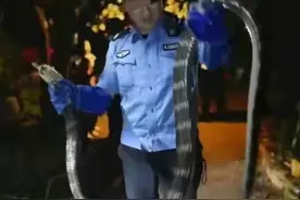 3.1米长5公斤重的眼镜王蛇潜入昆明村民家，眼镜王蛇有多可怕？图片