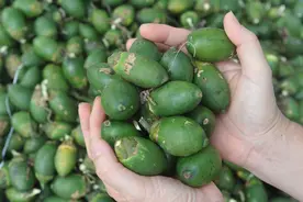 年销百亿的槟榔，是国际公认的“软性毒品”，6000万国人却戒不掉图片