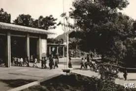 1976年，杭州动物园“放虎归山”往事图片