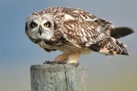 猫头鹰遇到大蟒蛇会怂吗？且看二者的一场大战，猫头鹰一战成名图片