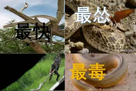 「盘点」蛇界之最，大的能吞鳄怂的会装死，揭开极端进化下的神秘图片