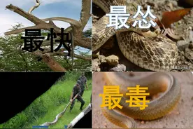 「盘点」蛇界之最，大的能吞鳄怂的会装死，揭开极端进化下的神秘图片