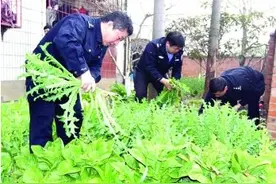 种植罂粟苗炒菜吃  镇平县四人为自己的糊涂行为付出代价图片