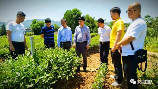 生物刺激素2:氨基酸