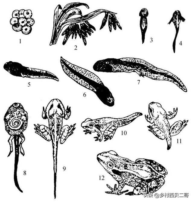 牛蛙的人工高效养殖技术