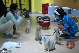 探访南宁首家猫咪博物馆 馆内猫咪撒娇卖萌轰炸机图片