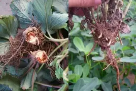 噁霉灵虽是治疗根腐病的特效药，但效果好不好，还要看你怎么用图片